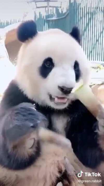 Here's a panda eating bamboo! Now smile!