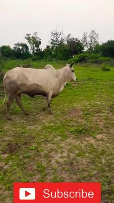 An Indian lob story 🥰🥰🥰😇