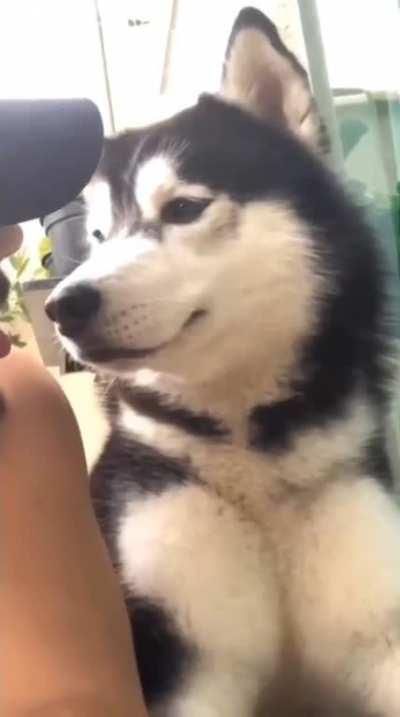 Husky - you ok bro?
