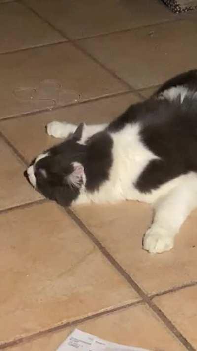 Them floor Greebles got him tonight