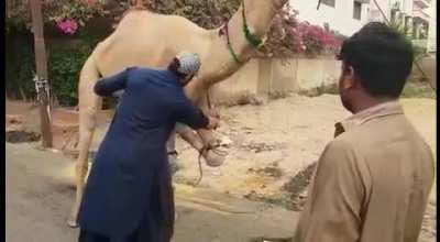 Using Kitchen knife to sacrifice a camel.