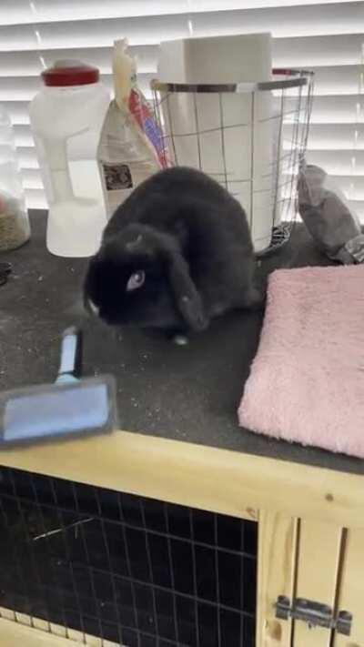 Not a fan of the grooming brush