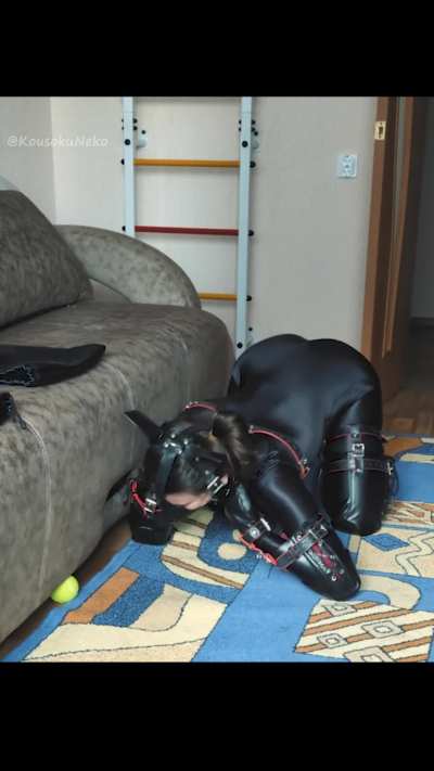 My ball got stuck. Calling my owner for help! 🥺