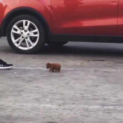 Those tiny paws.......