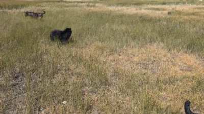 Zooming on an open field