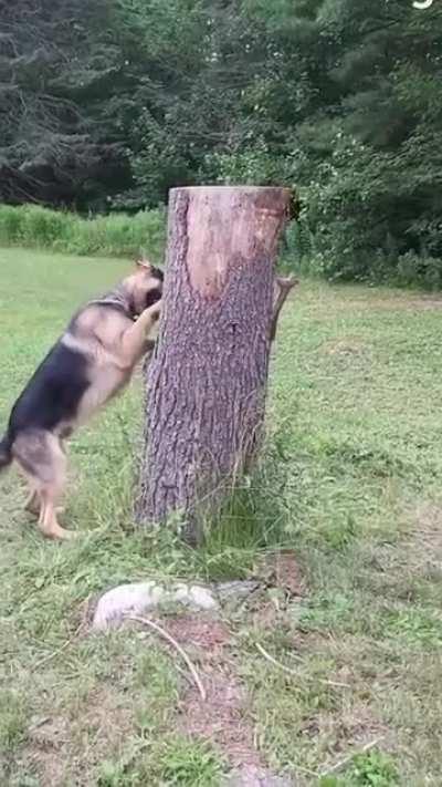to catch a squirrel