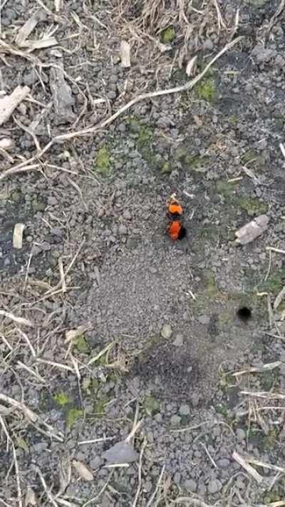 Velvet Ants, known as 