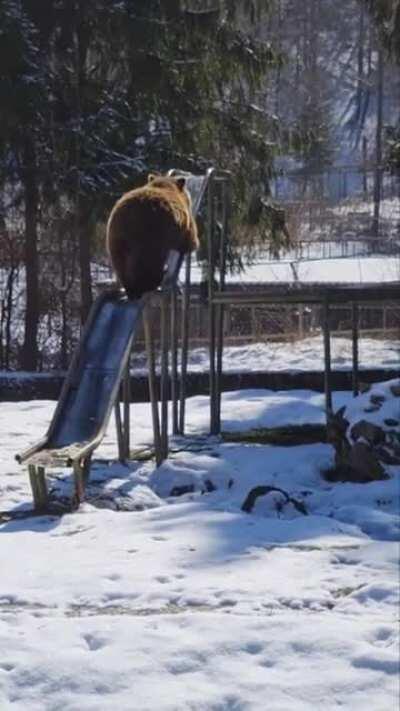 Bears Just Wanna Have Fun