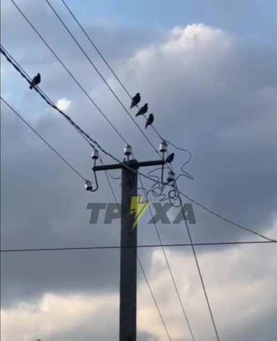 CIV POV. In Kharkiv, birds have learned to imitate the sound of falling shells and are now scaring residents.