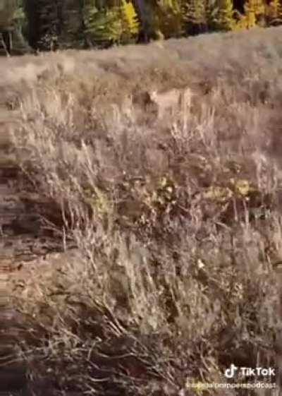 Defensive use of a firearm doesn’t always mean human v. human. Credit to casualprepperspodcast on TT