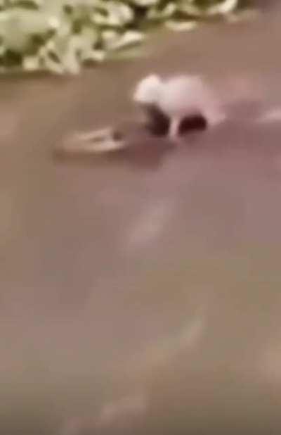 Capybaras pulling up on crocs