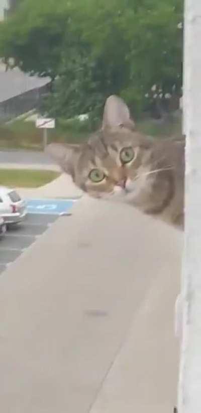 what you looking at?