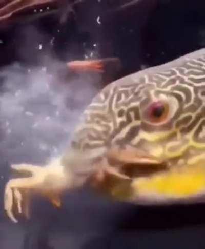 Chicos......el Bejamin mato al Mati