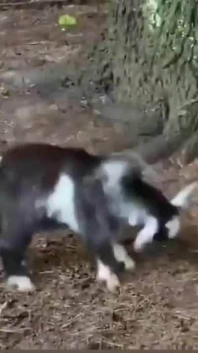 Kung-Fu goat technique VS rooster technique. The age-old dispute of which fighting style is better is still unresolved.