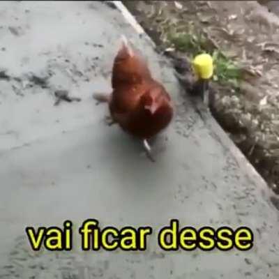 🍗🍗🍗🍗🍗🍗