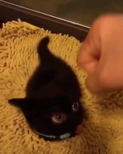 Might be the most illegally smol cat I've ever seen!