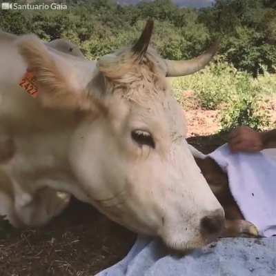 The Amazing Request of a Devoted Mother Cow