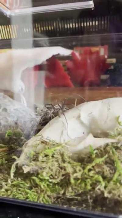 I saved a BEAUTIFUL fiddleback spider from freezing to death. I’ve had her a few weeks now and she’s settled into the raccoon skull as her warm little winter cottage. I am in LOVE with her!