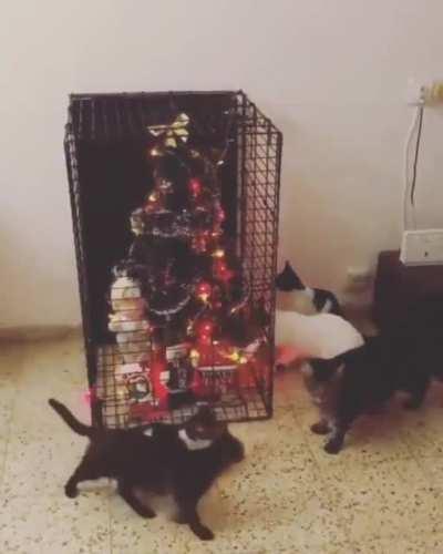 Tired of losing Christmas ornaments to your cat? There's only one solution.