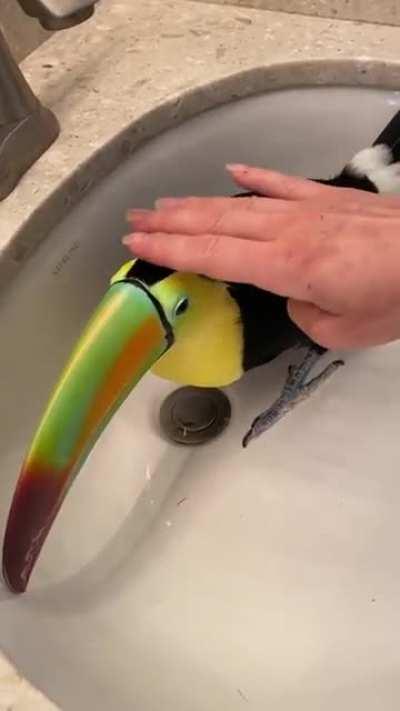 Purring Toucan