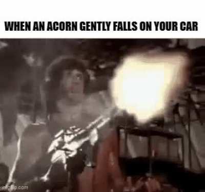 It Was A Black Acorn