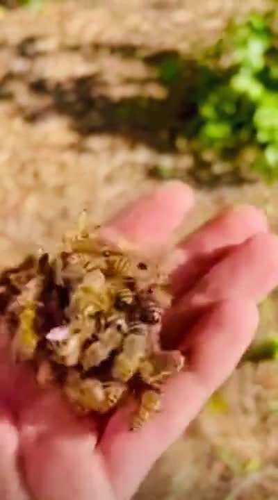 Bees balling around a queen to kill her