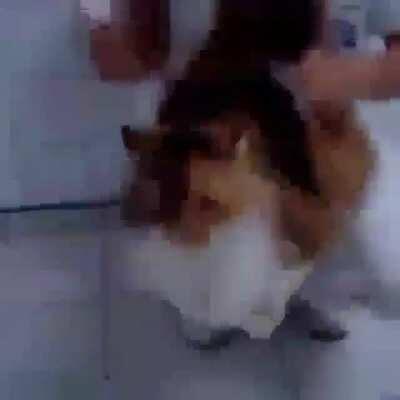 that really tells a lot about hamster population in germany