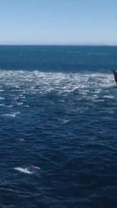 A whole squad of dolphins showed up!