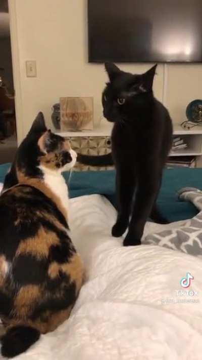 Someone said to post this here