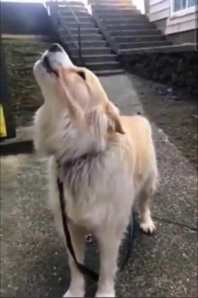 SOUND ON! My friends dog Jeff carries a tune like none other