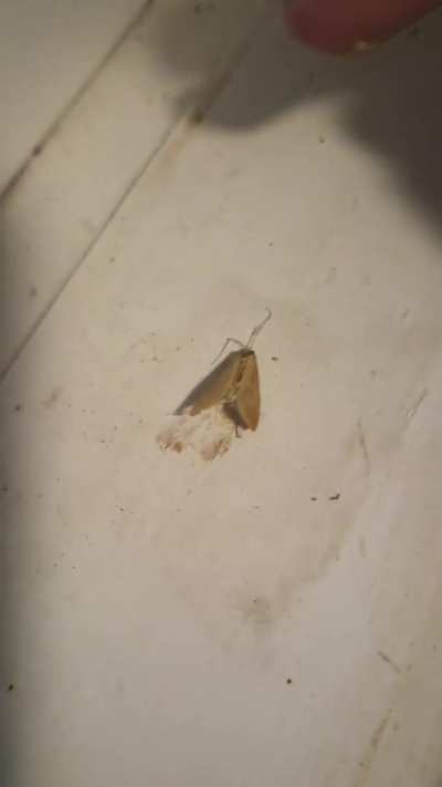Silly moth trying to welcome himself into my home.