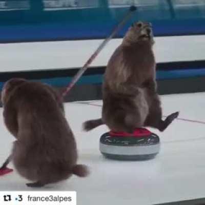 Nos castors ont du talent