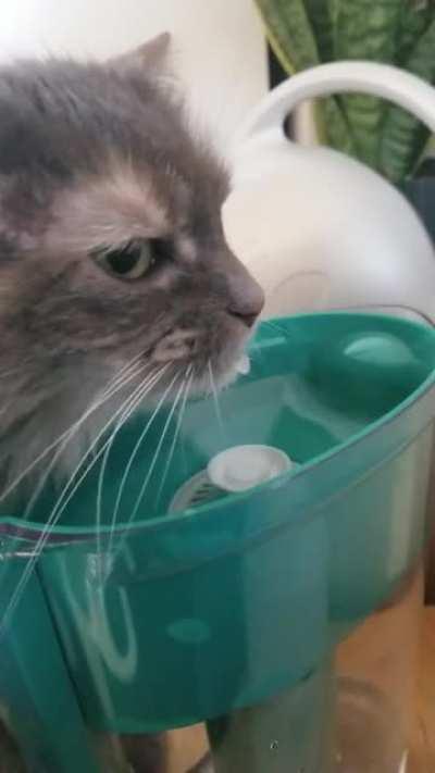 Mrs. Chonk requires hydration