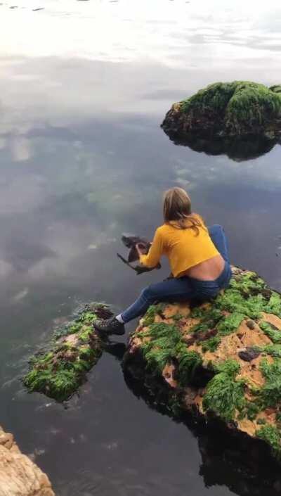 11-year-old girl rescuing a Draughtboard Shark that got wedged between two rocks at low tide. (Hobart, Tasmania)