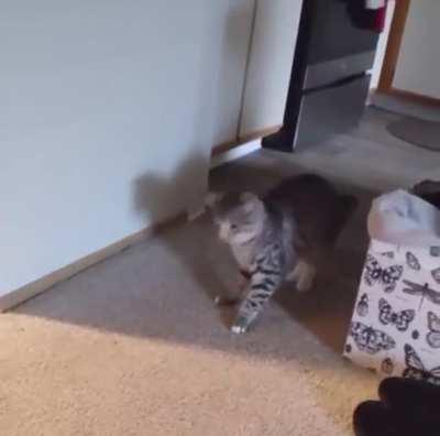 CaT gEtS AtTaCkEd By FlYiNg MaGiC
