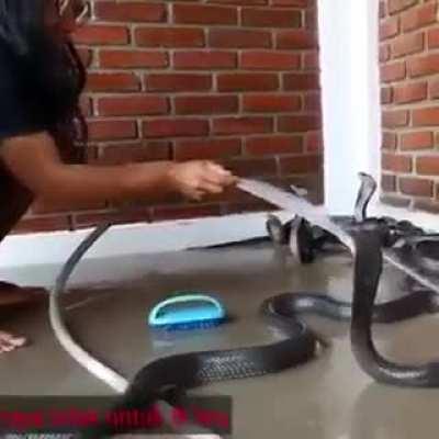 It’s bath time for… snakes!