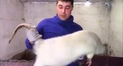 How is it this big ?