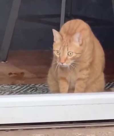 My cat, chonk, has never seen a tortoise before