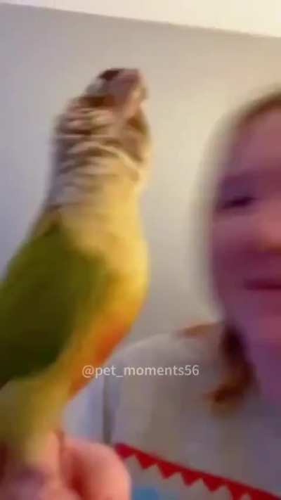 Como pode a natureza criar um gravador com penas