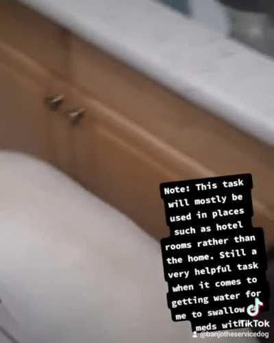 Don't Mind Me, I'm Just Doing My Job (My Service Dog in Training)