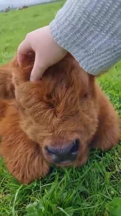 Cute baby highland cow getting pets