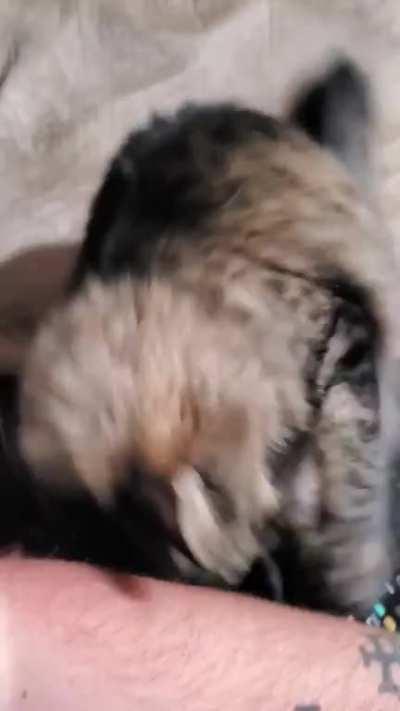 Meowgi will always let you know when she wants some pets