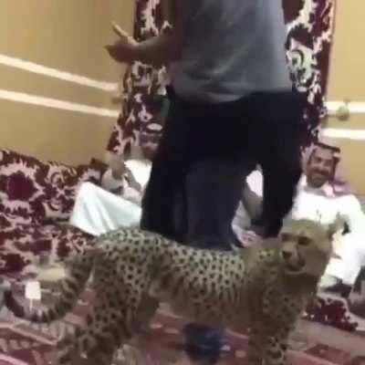 He is Scared of cats