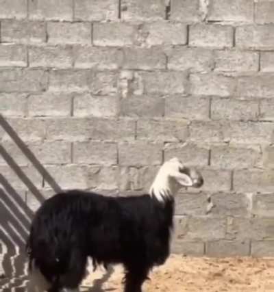 When you realize you're not a Goat