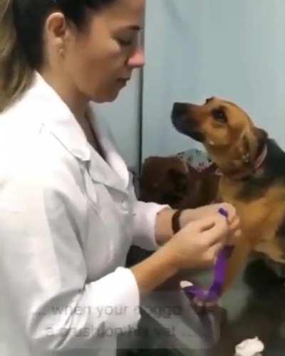 When your dog has a crush on his vet: