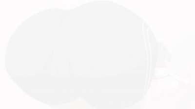 Shiawase Nara Niku O Morou! The Animation