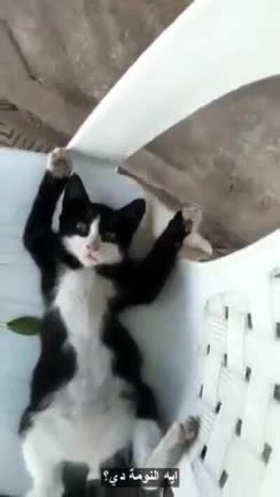 [Egyptian Arabic] I've added Egyptian Arabic subtitles to a cat video. Can anyone here please clarify a few words in it?