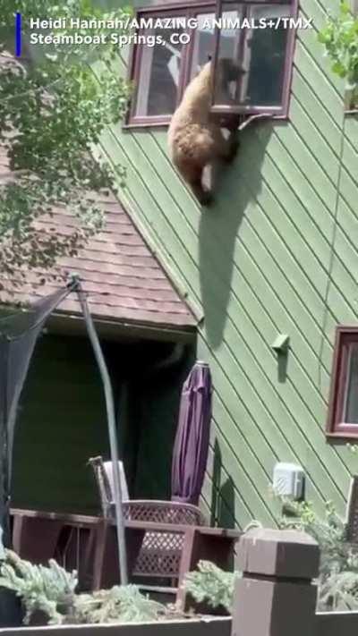 Just your average bear burglar