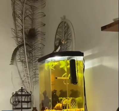 Who needs an alarm clock when there's this little fella!