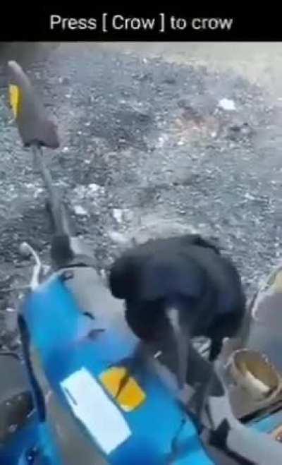 bro forgot how to crow